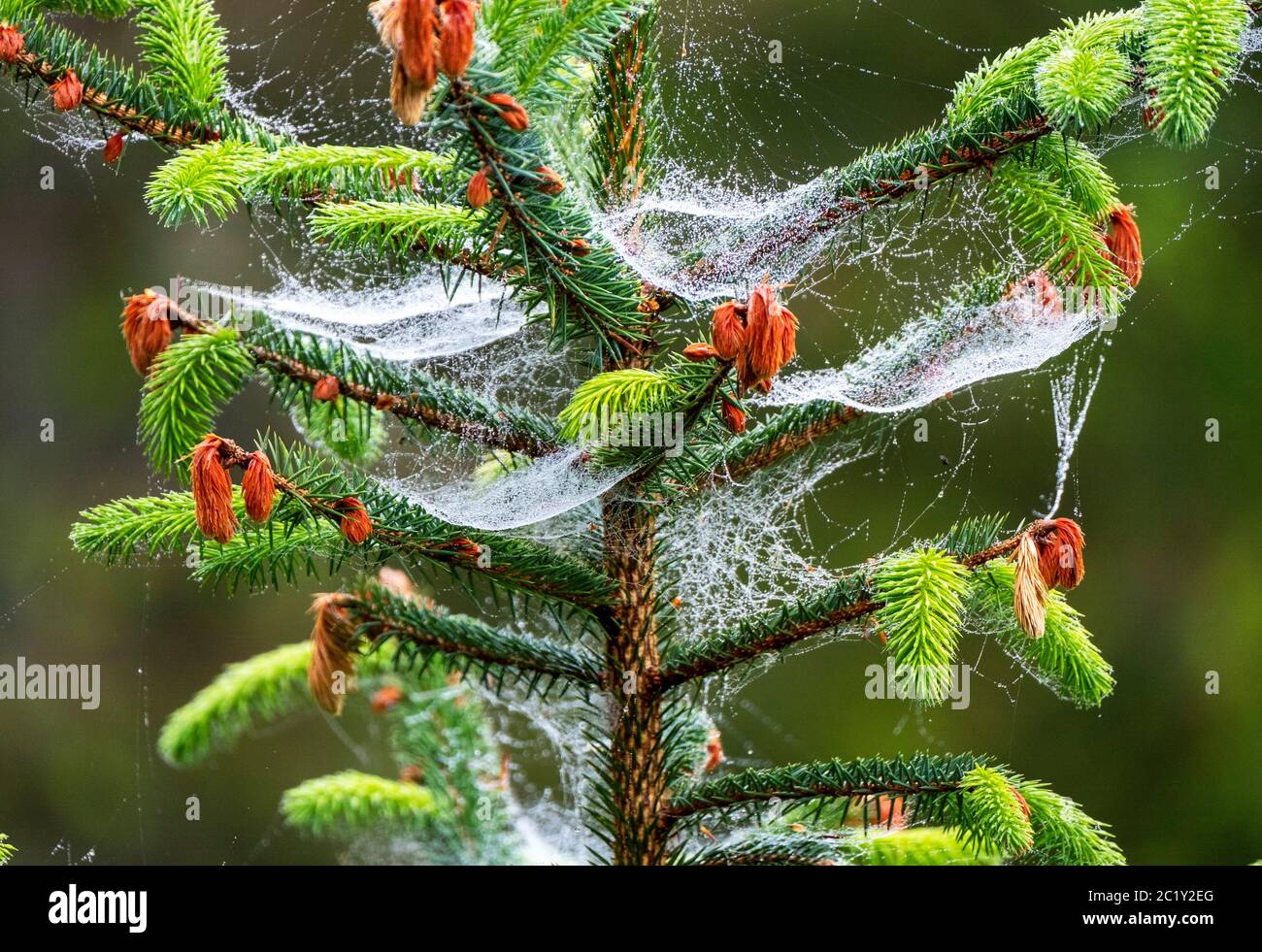 Sitka Fichte (Picea sitchensis) bedeckt mit Spinnennetzen und Morgentau, West Lothian, Schottland. Stockfoto