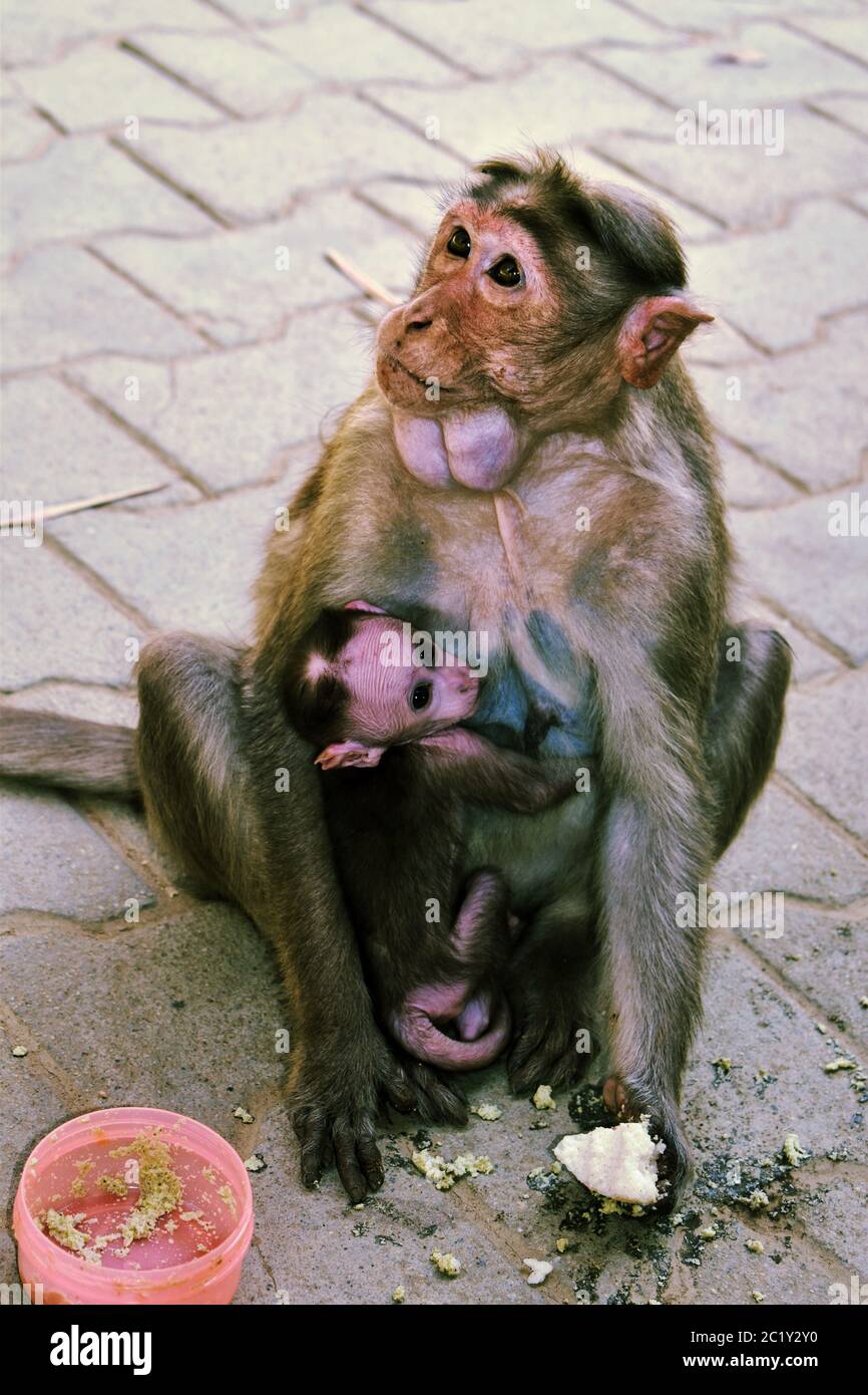 Ein Affe mit seinem Baby auf dem Schoß schaut auf die Kamera und die Mutter schaut woanders hin. Die schönen Augen des Babys sind so attraktiv Stockfoto