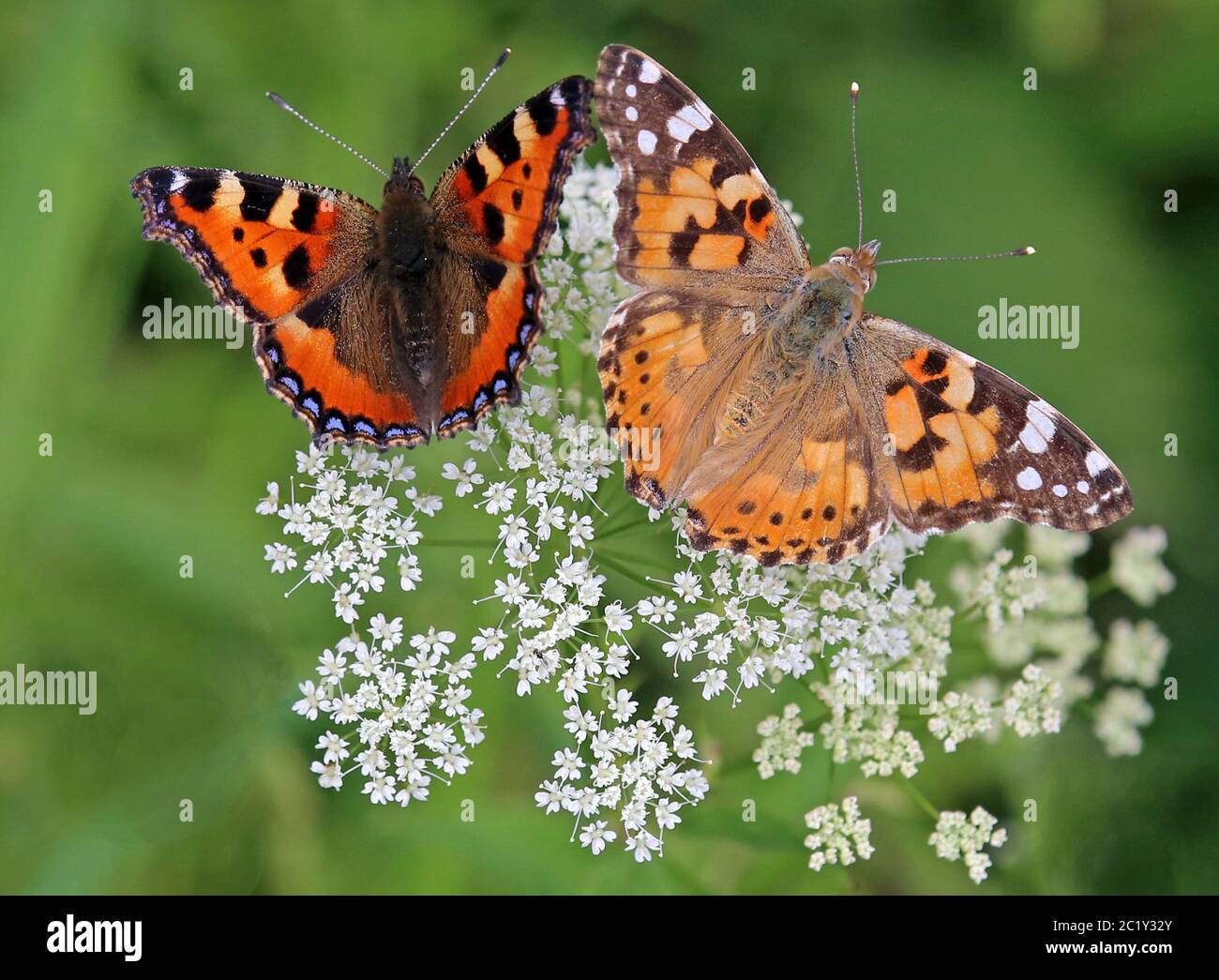 Zwei Schmetterlinge kleiner Fuchs Aglais urticae und Distelschmetterling Vanessa cardui Stockfoto