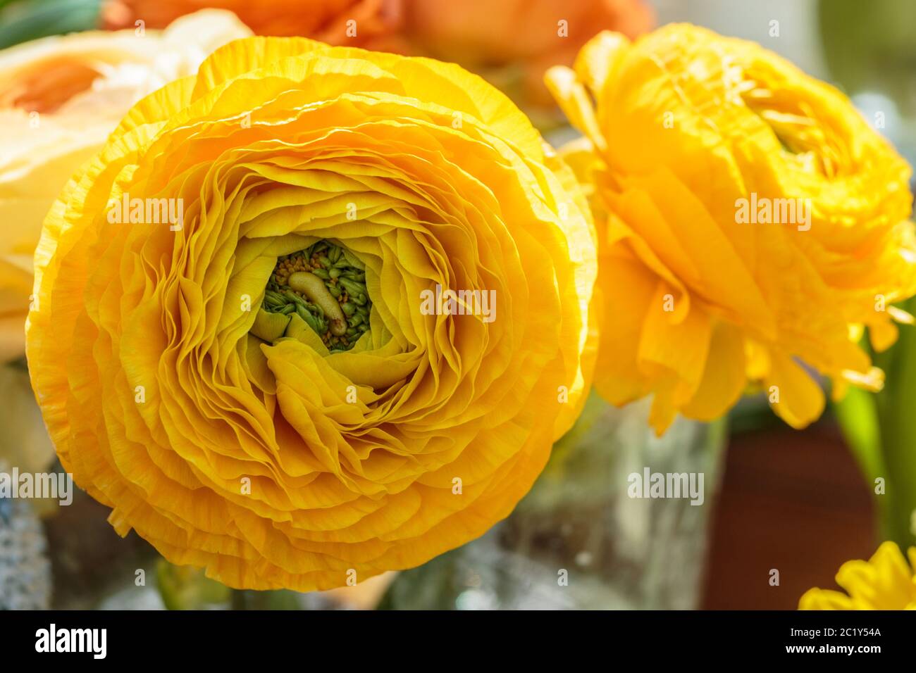 Schöne gelbe krautige Pfingstrose. Сlose Ansicht von Ranunculus aka Butterblume, exquisit, mit einer Rose-ähnlichen Blüten. Pers Stockfoto