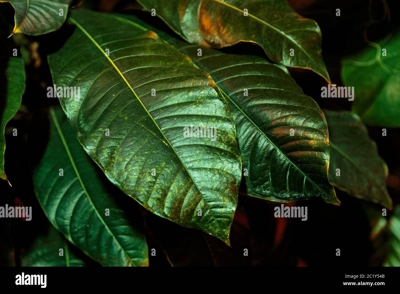 Tropische Palme grüne Blätter, Blumenmuster Hintergrund, echtes Foto. Natürliches Blattmuster. Dunkle Palmenwald Tapete Stockfoto