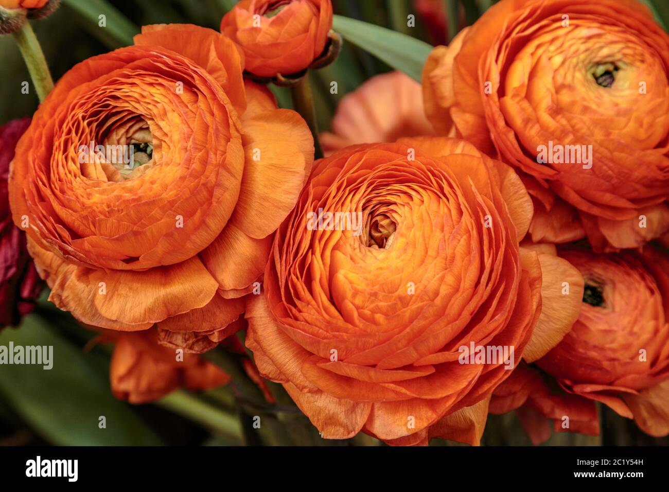 Schöne orange krautige Pfingstrose. Сlose Ansicht von Ranunculus aka Butterblume, exquisit, mit einer Rose-ähnlichen Blüten. Pers Stockfoto
