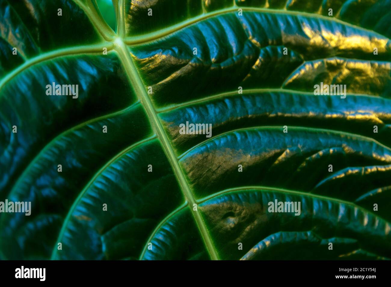 Tropical Palm Tree Leaves Photo Stockfotos Und Bilder Kaufen Alamy