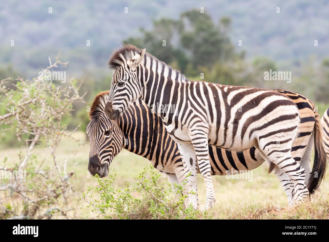 Burchell's Zebra, Equus quagga burchellii, Addo Elephant National Park, Eastern Cape, Südafrika. Fohlen mit Erwachsenen bei nebligen Regen Stockfoto