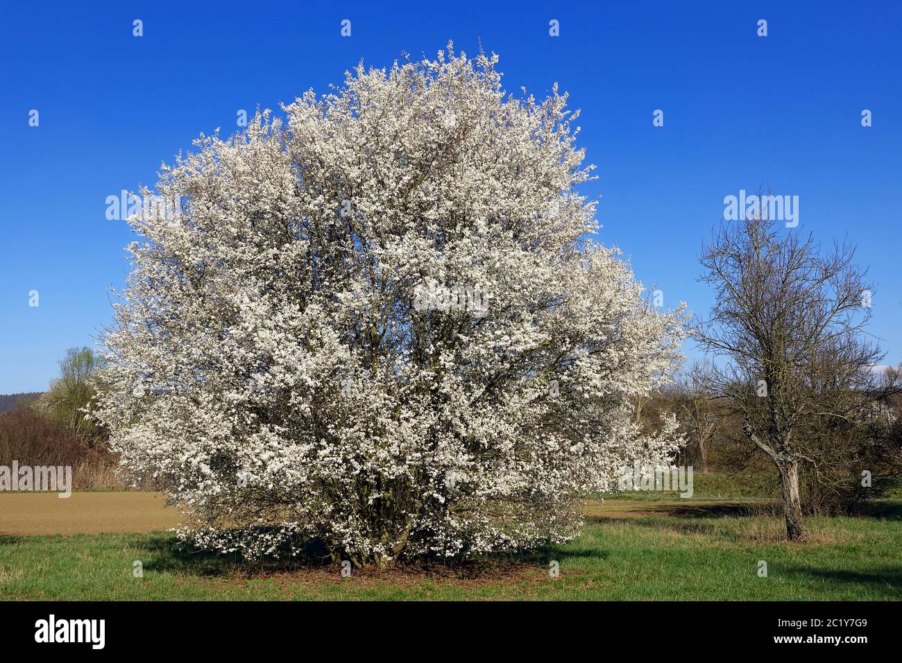 Die Prunus spinosa blüht im März Stockfoto