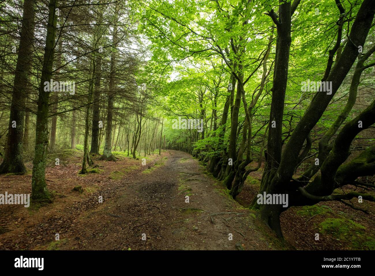 Allee der Bäume, Selmmuir Forest, West Lothian, Schottland. Stockfoto