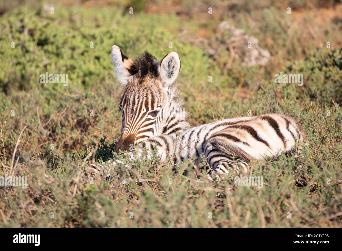 Burchell's Zebra, Equus quagga burchellii, Addo Elephant National Park, Eastern Cape, Südafrika. Neugeborenes Fohlen schläft im Gras mitreißend, um c zu sehen Stockfoto