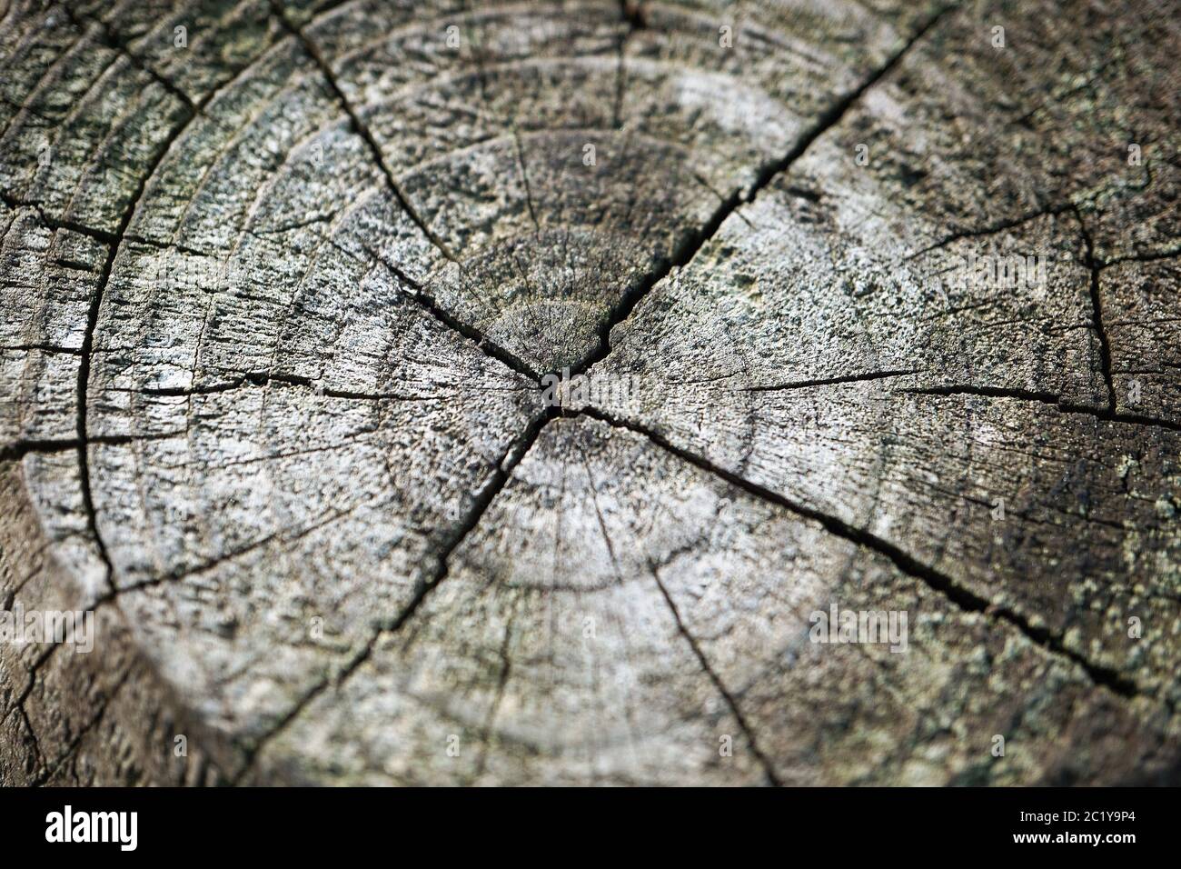 Holzstruktur Hintergrund Muster Stockfoto