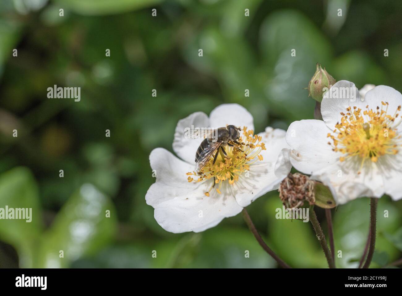 Möglicherweise Erwachsene Eristalis tenax / Drohne fliegen, Hover fliegen auf Bramble Blume im Sommer Sonnenschein suchen. Fliegen Sie aus nächster Nähe, Nahaufnahme fliegen. Insects UK. Stockfoto