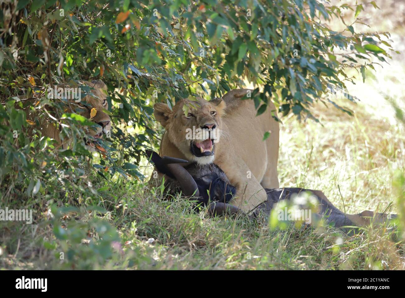 Zwei Löwen mit Beute unter einem Busch Stockfoto