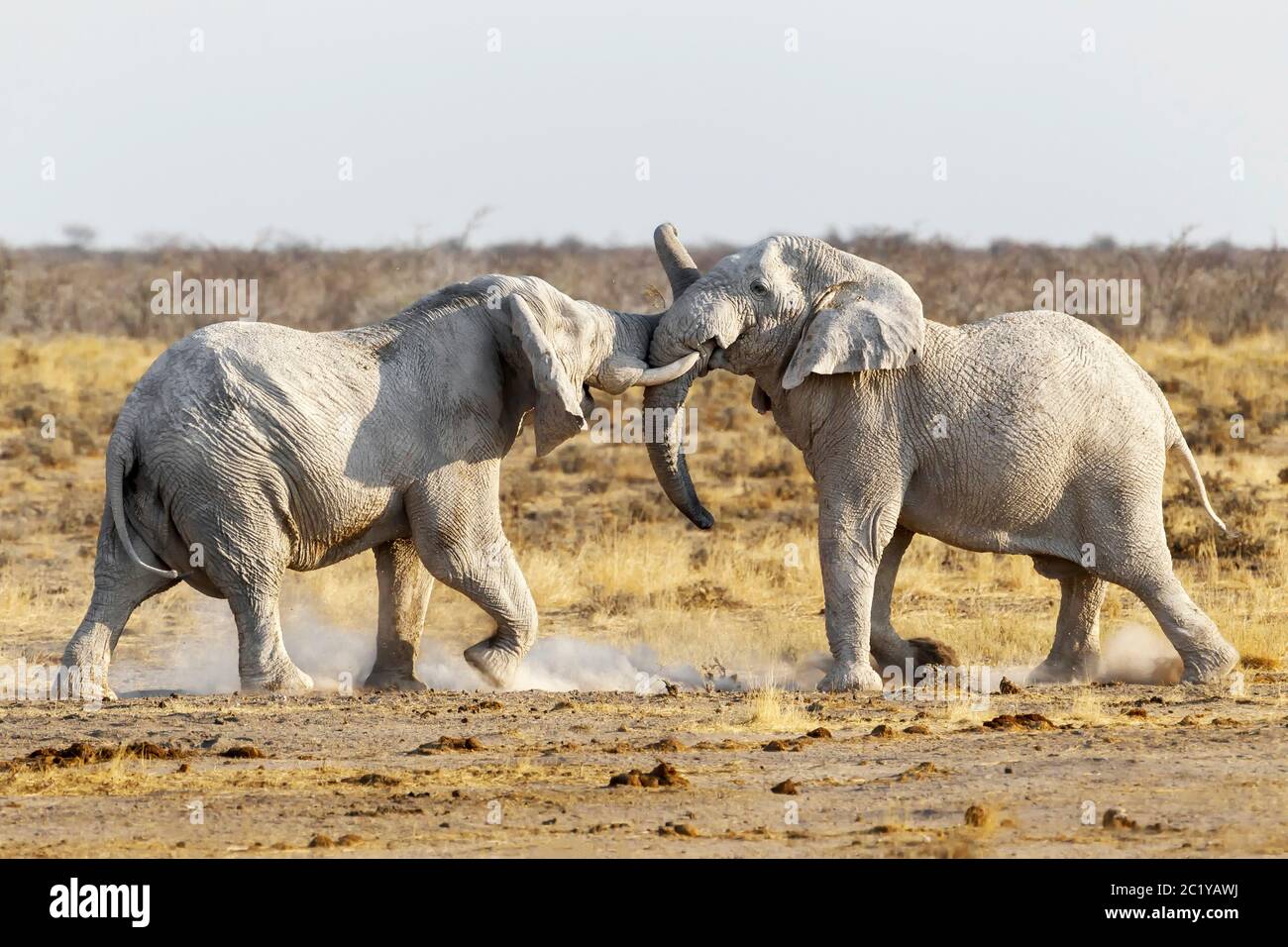 Afrikanischer Elefant, Loxodonta Africana, aggressive Kämpfe. Etosha Park, Namibia, Afrika Stockfoto