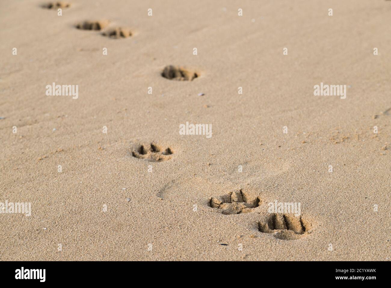 Fußabdrücke eines Hundes am Strand von Crosby bei Liverpool. Stockfoto