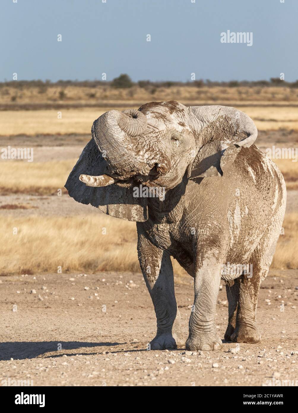 Afrikanischer Elefant, Loxodonta Africana, ein weißer Elefant mit ausgebreiteten Ohren, und der Rüssel rollte sich über den Kopf. Der Bulle hat große Stoßzähne. Stockfoto