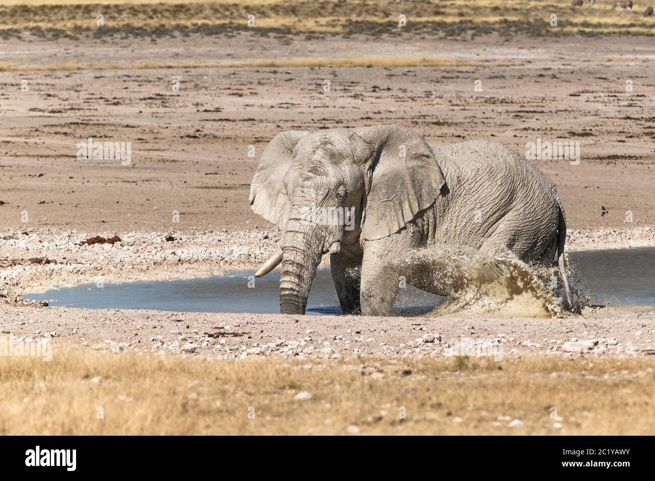 Afrikanischer Elefant (Loxodonta Africana) in einem Wasserloch spritzt Wasser mit Bein. Etosha Nationalpark, Namibia, Afrika Stockfoto