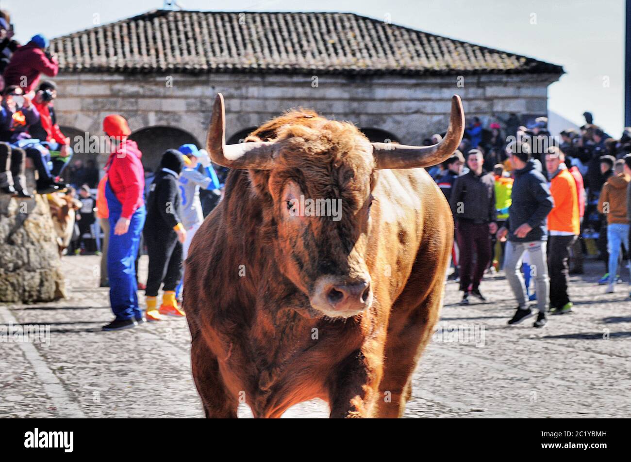 Street Bull Running, Spanien Stockfoto