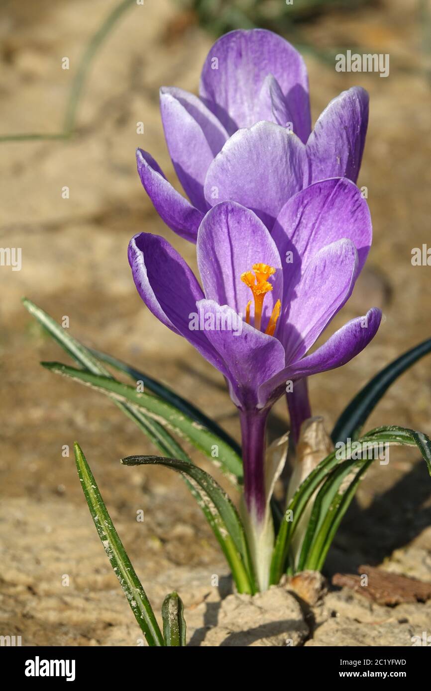 Zwei violette Krokusse Stockfoto