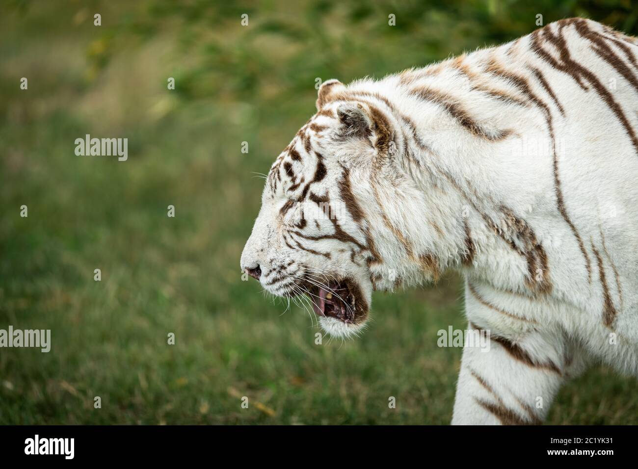 Weisse Tiger Blaue Augen Stockfotos Und Bilder Kaufen Alamy
