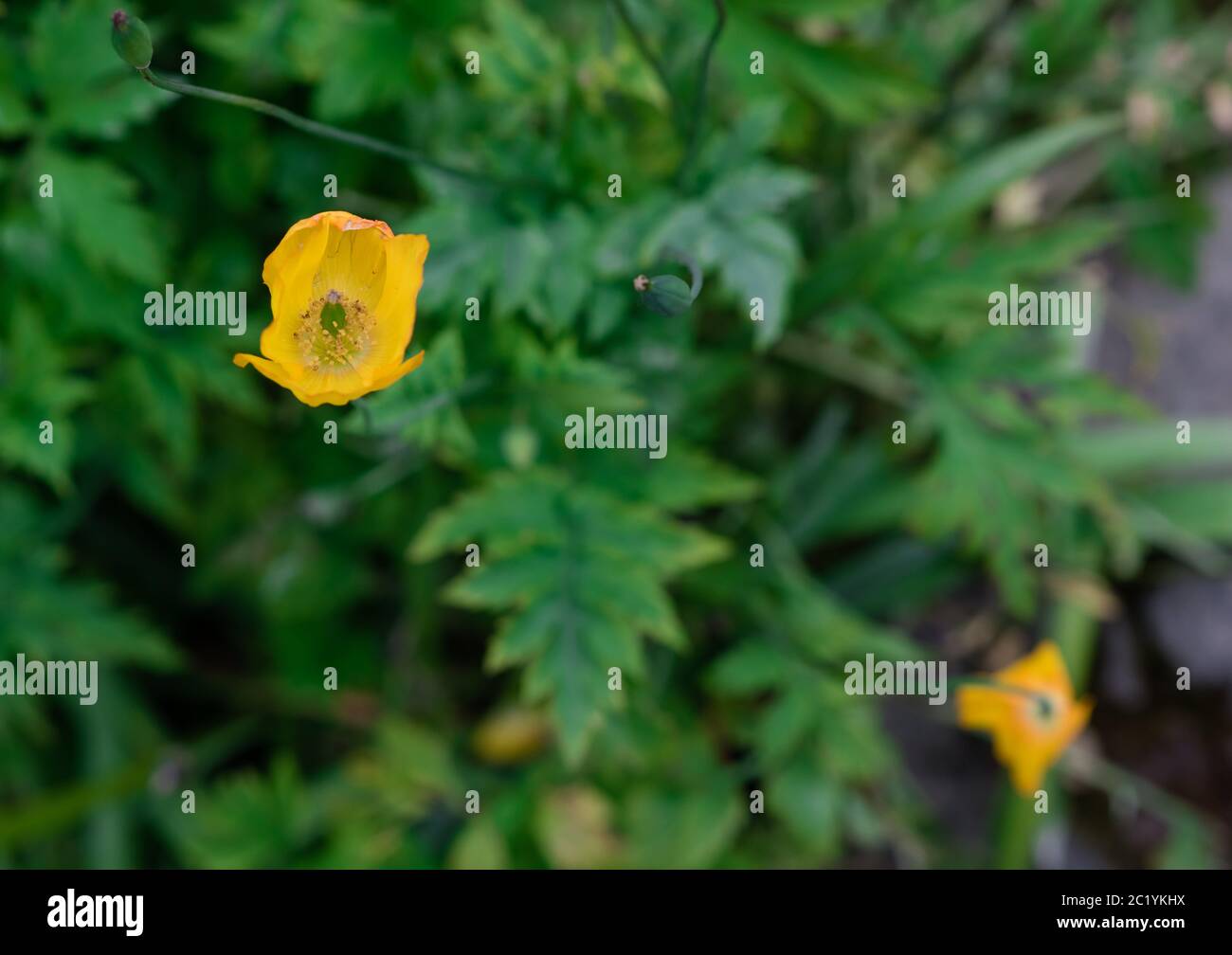 Gelber Mohnkopf aus nächster Nähe mit Blättern Stockfoto