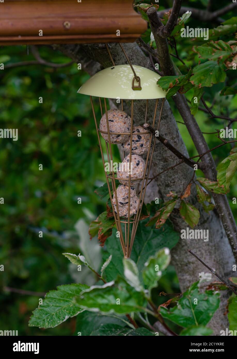 Vogelfutterhäuschen mit Fettbällen, die in Bäumen hängen Stockfoto