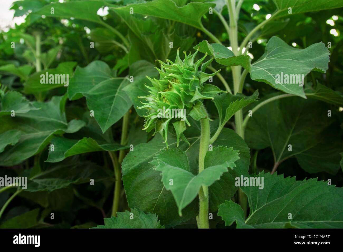 Junge grüne Sonnenblumenknospe im Feld Nahaufnahme Stockfoto