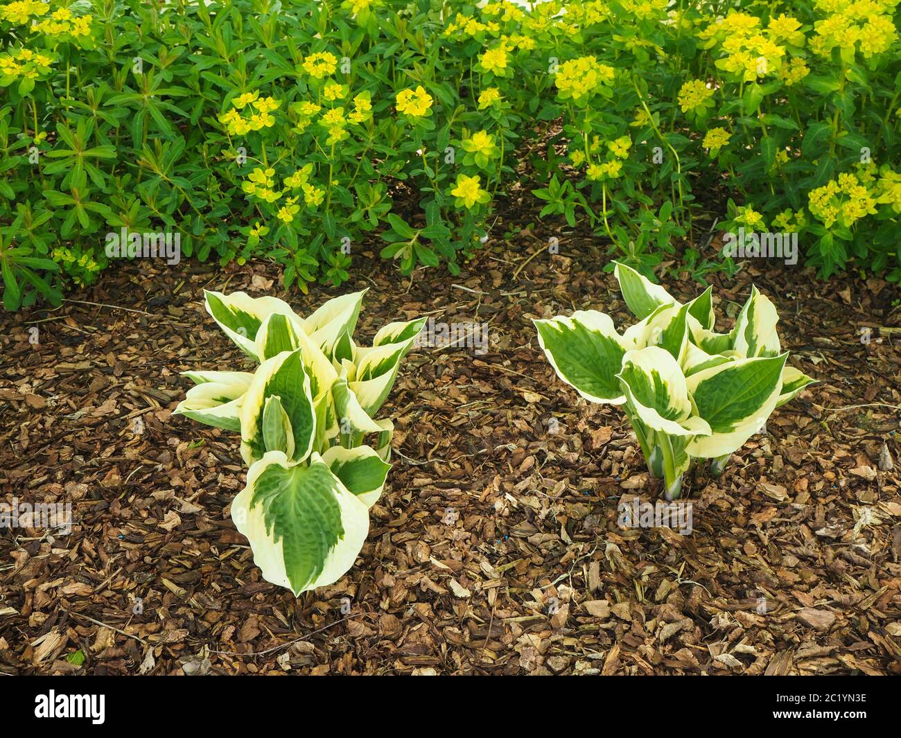 Hosta und blühende Euphorbia Pflanzen in einem Garten Grenze mit Holz Rinde Splitt Stockfoto