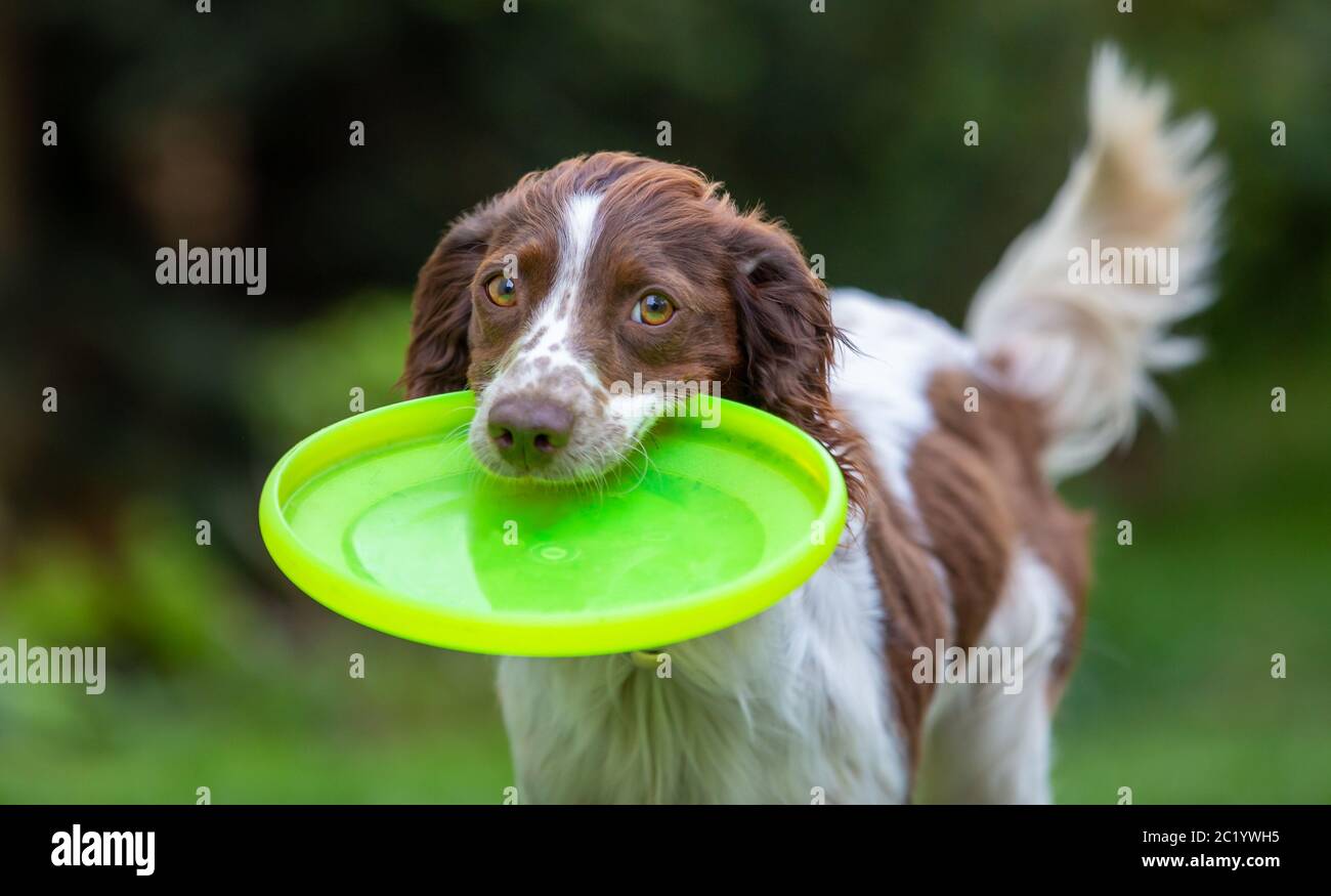 Süße kleine English Springer Spaniel mit erhobener Rute Holen einer gelben Flying Disc. Stockfoto
