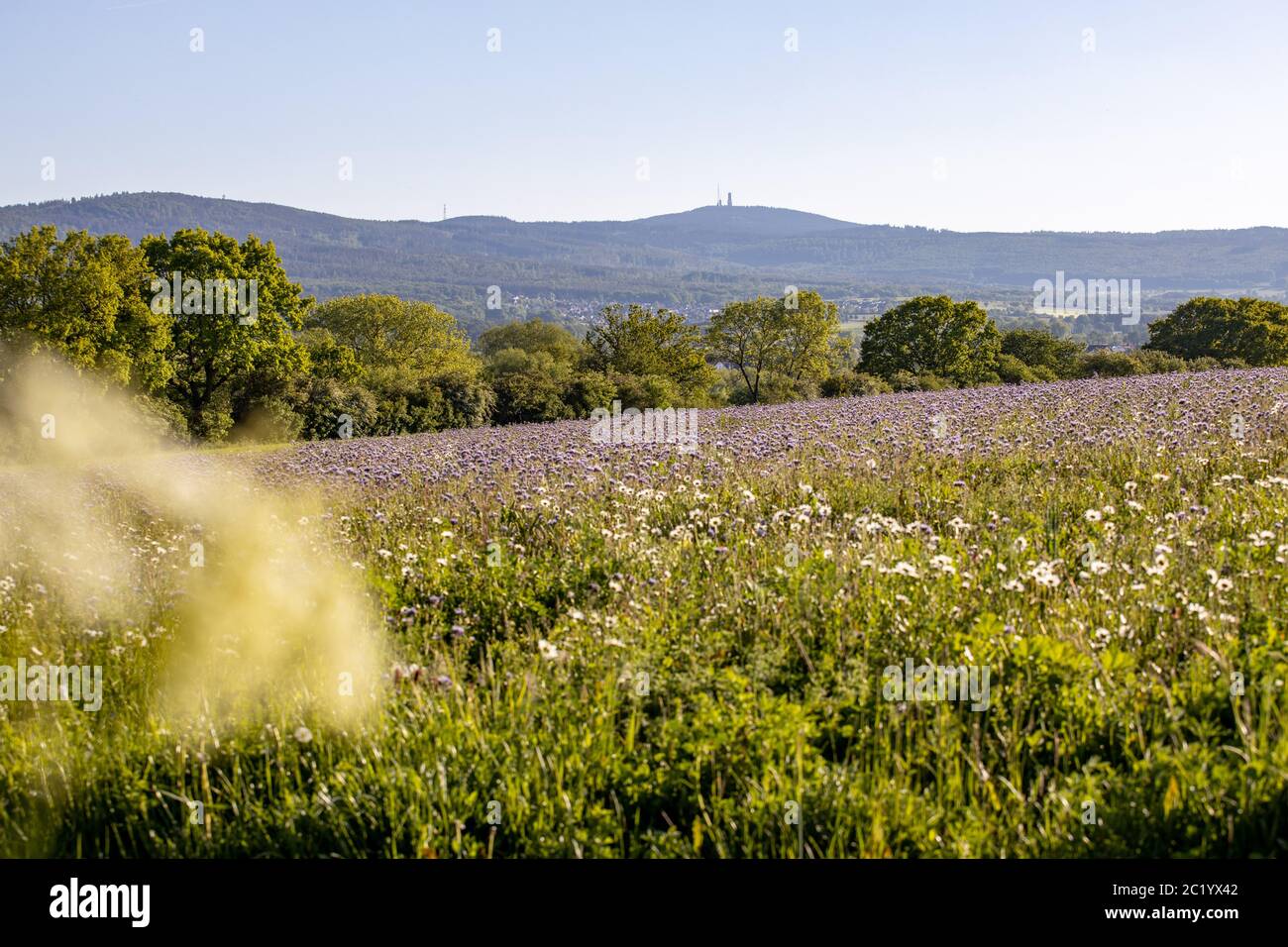 Bluhwiese -Fotos und -Bildmaterial in hoher Auflösung – Alamy