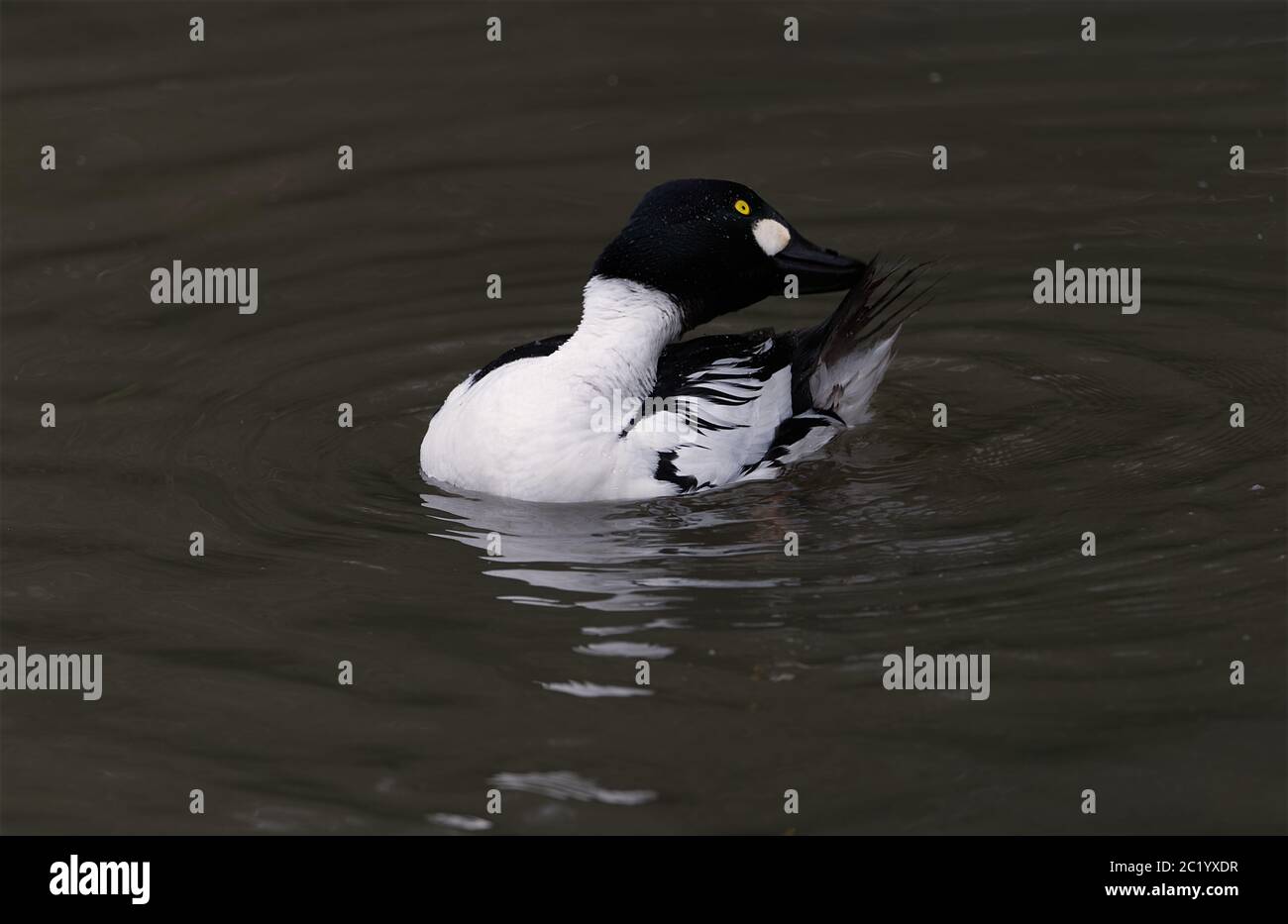 goldeneye-Aufweitung auf einem Teich Stockfoto