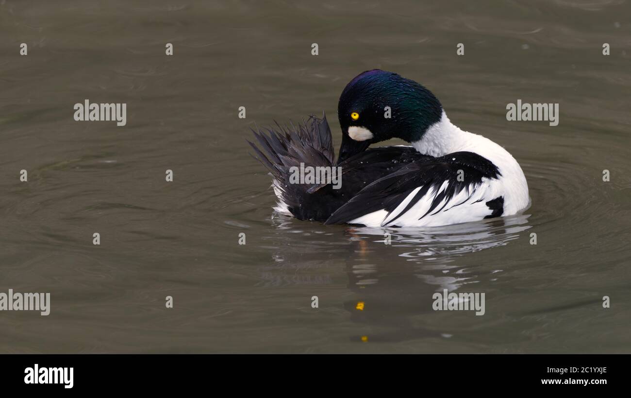 goldeneye-Aufweitung auf einem Teich Stockfoto