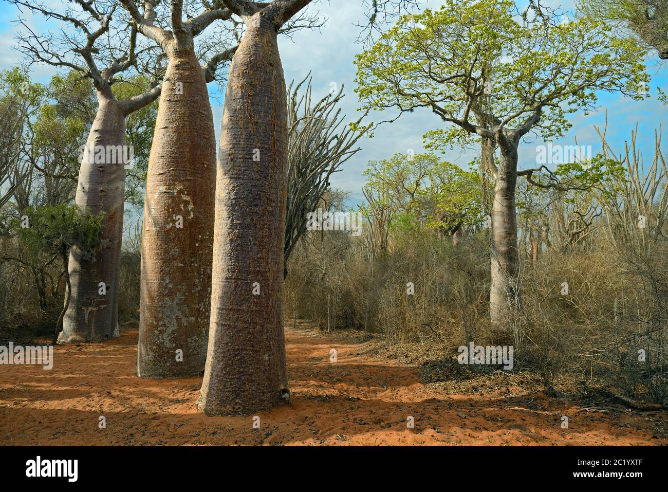 Madagaskar stacheligen Wald ist einen einmaligen Lebensraum zu Madagaskar mit praktisch jeder Komponente sowohl pflanzlichen und tierischen Arten endemisch auf der Insel. Stockfoto