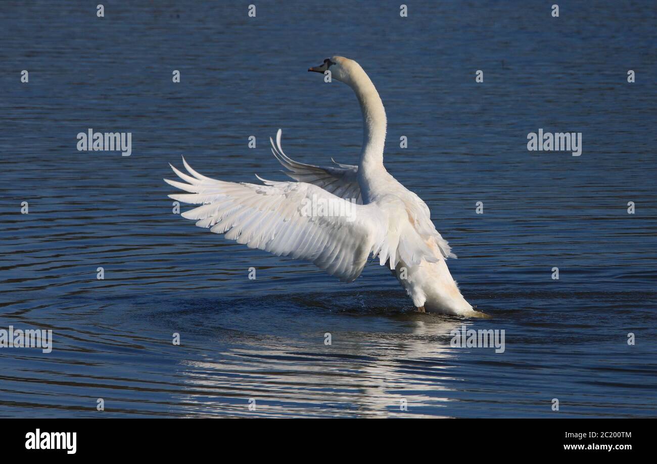 Schwan in einem teich Fotos und Bildmaterial in hoher Auflösung Alamy