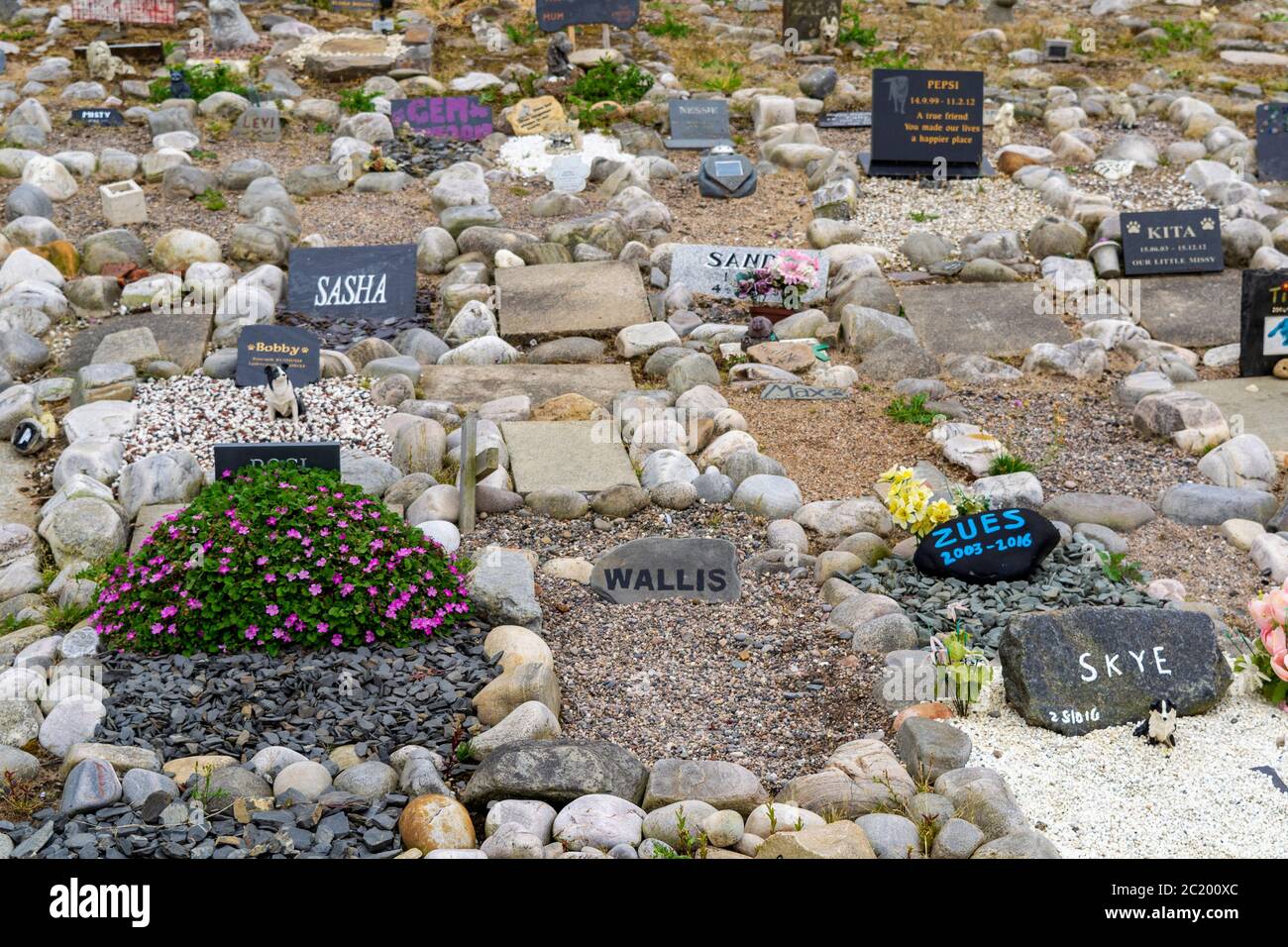 CULLEN STADT MORAY KÜSTE SCHOTTLAND PET FRIEDHOF IN DER NÄHE DES MEERES UNZÄHLIGE GRABSTEINE UND BLUMEN Stockfoto