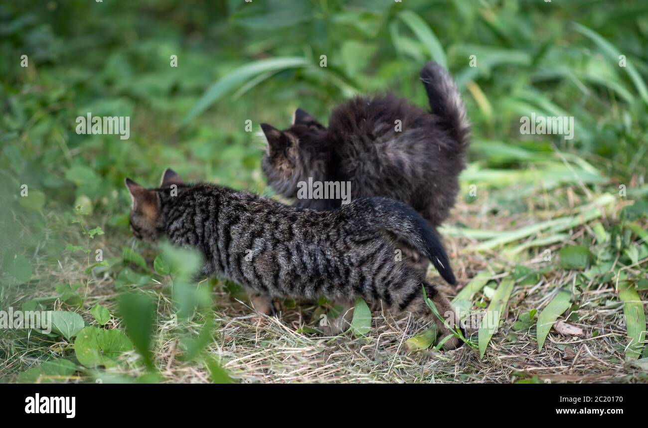 Lustige Kätzchen jagen im grünen Garten. Zwei niedliche Kätzchen spielen im Park. Stockfoto