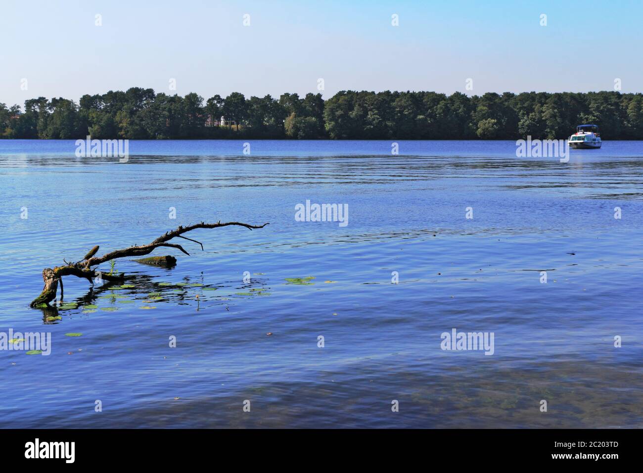 Zweig im See Stockfoto
