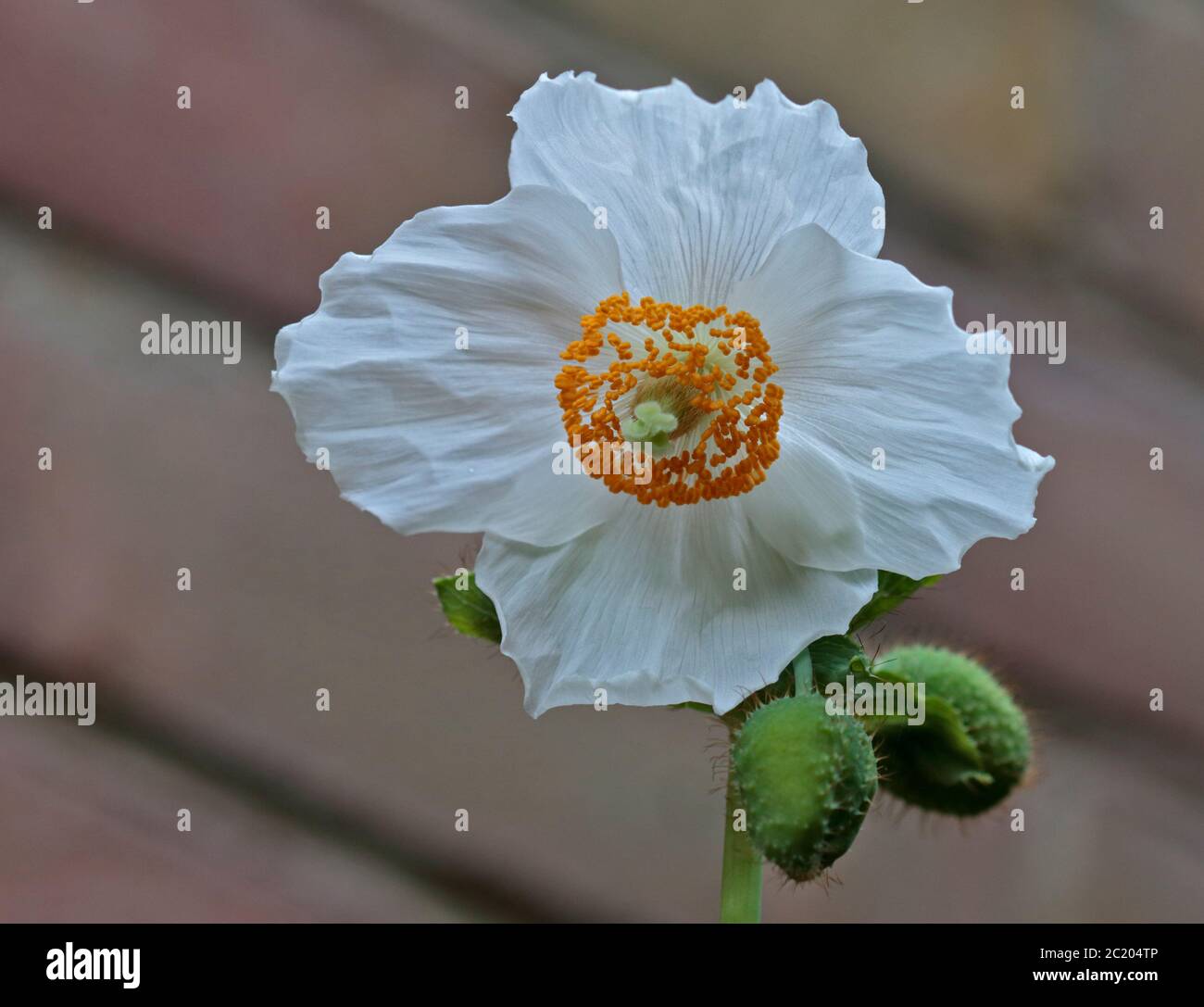 Meconopsis Baileyi Alba (Himalaya-Mohn) Stockfoto
