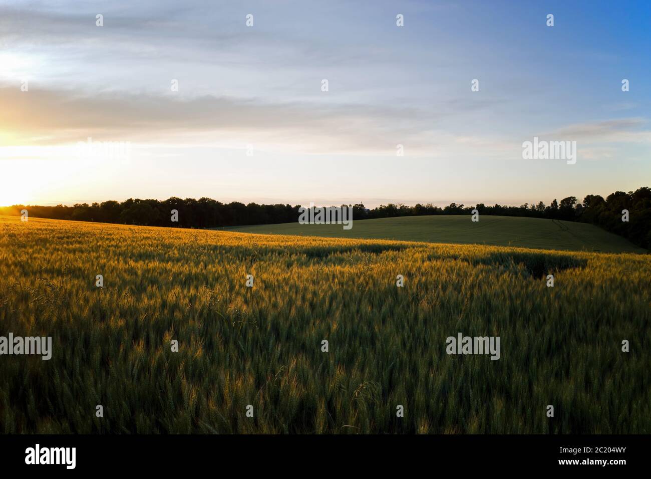 Bartgerstenfeld in den goldenen Stunden der Dämmerung. Es ist ein Mitglied der Grass-Familie, ist ein wichtiger Getreidekörner in gemäßigten Klimazonen weltweit angebaut. Stockfoto