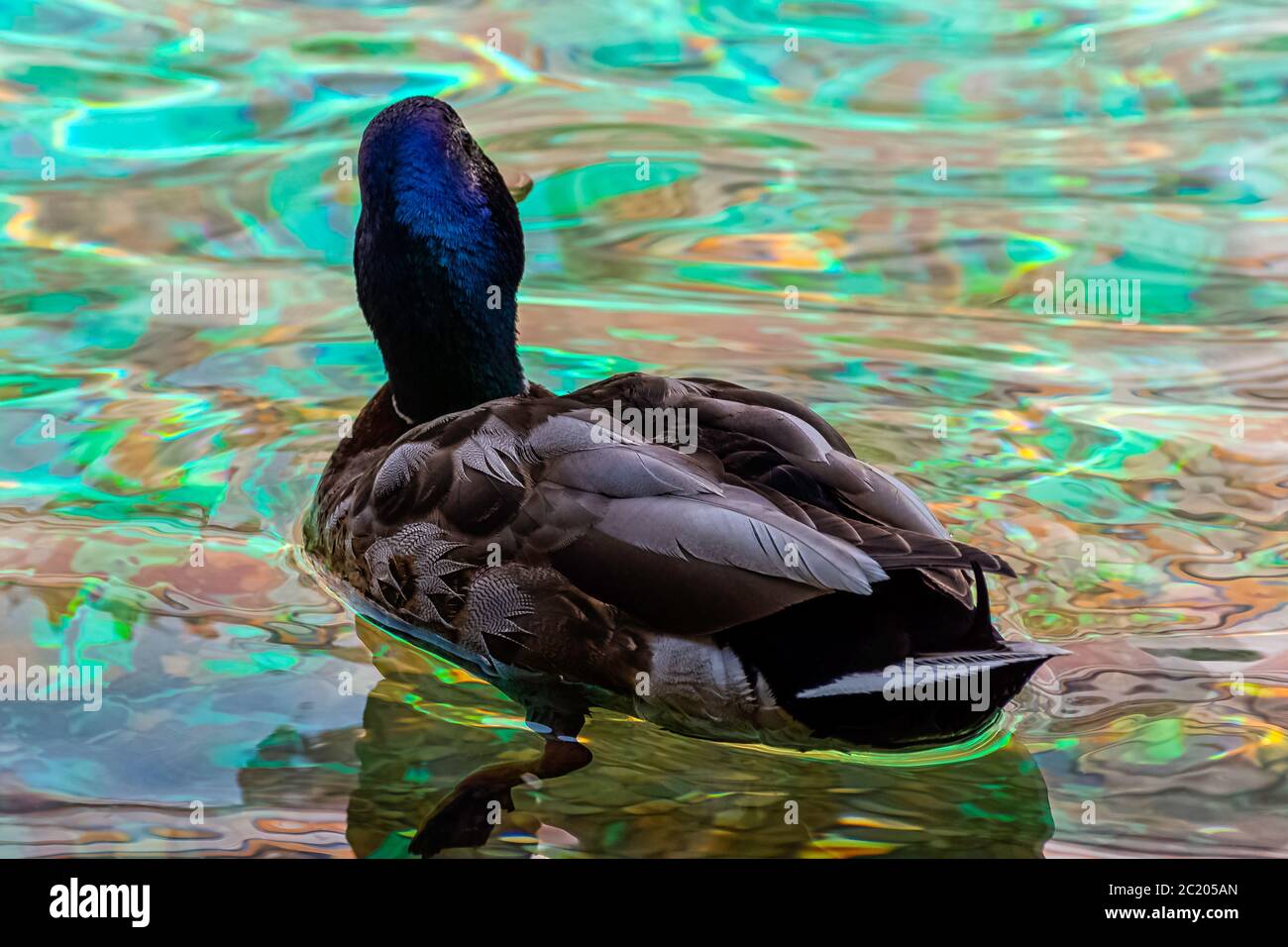 Mallard - Wildente schwimmen im französischen Park Stockfoto