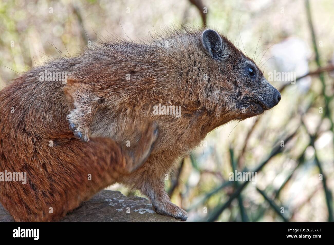 Hyrax Wandern, Seitenansicht, kleine Pflanzenfresser, huofed Säugetier, Hyracoidea, Tierwelt, Tier, Fuß in der Luft, Bewegung, Natur, Serengeti Nationalpark, Tanzan Stockfoto