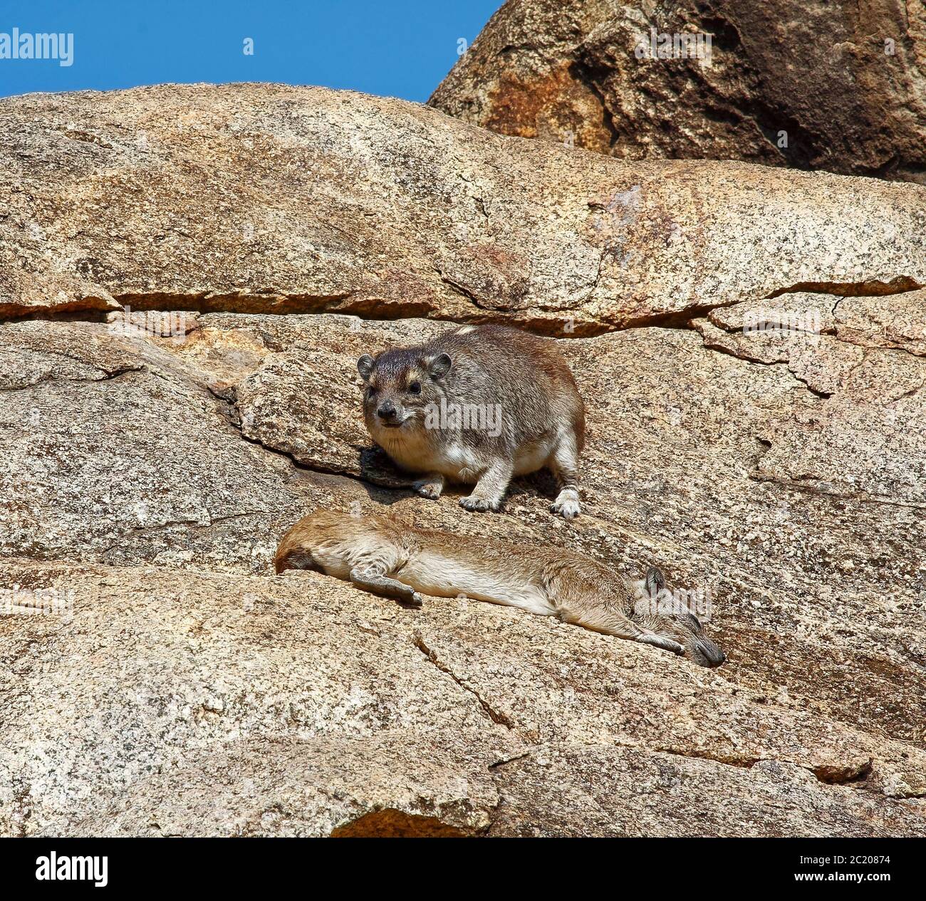 Hyrax auf Felsen, zwei, 1 schlafend, 1 sitzend, kleine Pflanzenfresser, huofed Säugetier, Hyracoidea, Tierwelt, Tier, Dassien, Natur, Serengeti Nationalpark, Tanza Stockfoto