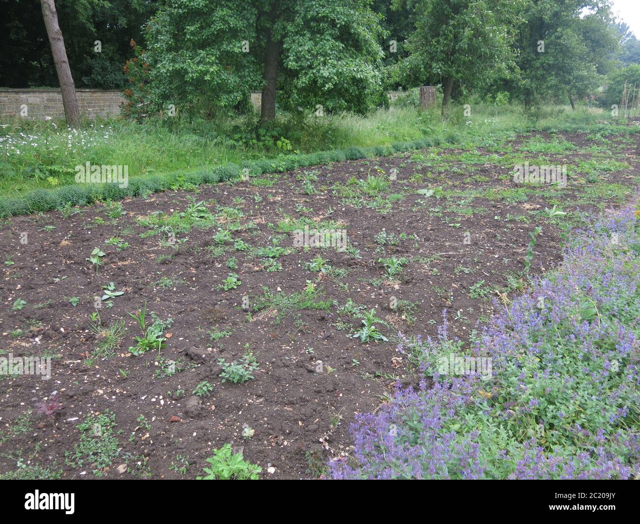 Der Gemüsegarten bei Canons Ashby bleibt unbepflanzt und nicht gejäten, eine der Coronavirus-Implikationen für National Trust Eigenschaften. Stockfoto