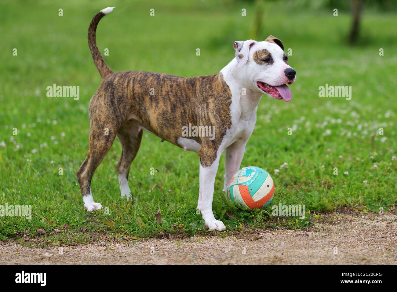 Hund auf dem Gras mit einem Ball im Sommergarten. American staffordshire Terrier im Freien, glücklich und gesund Haustiere Konzept Stockfoto