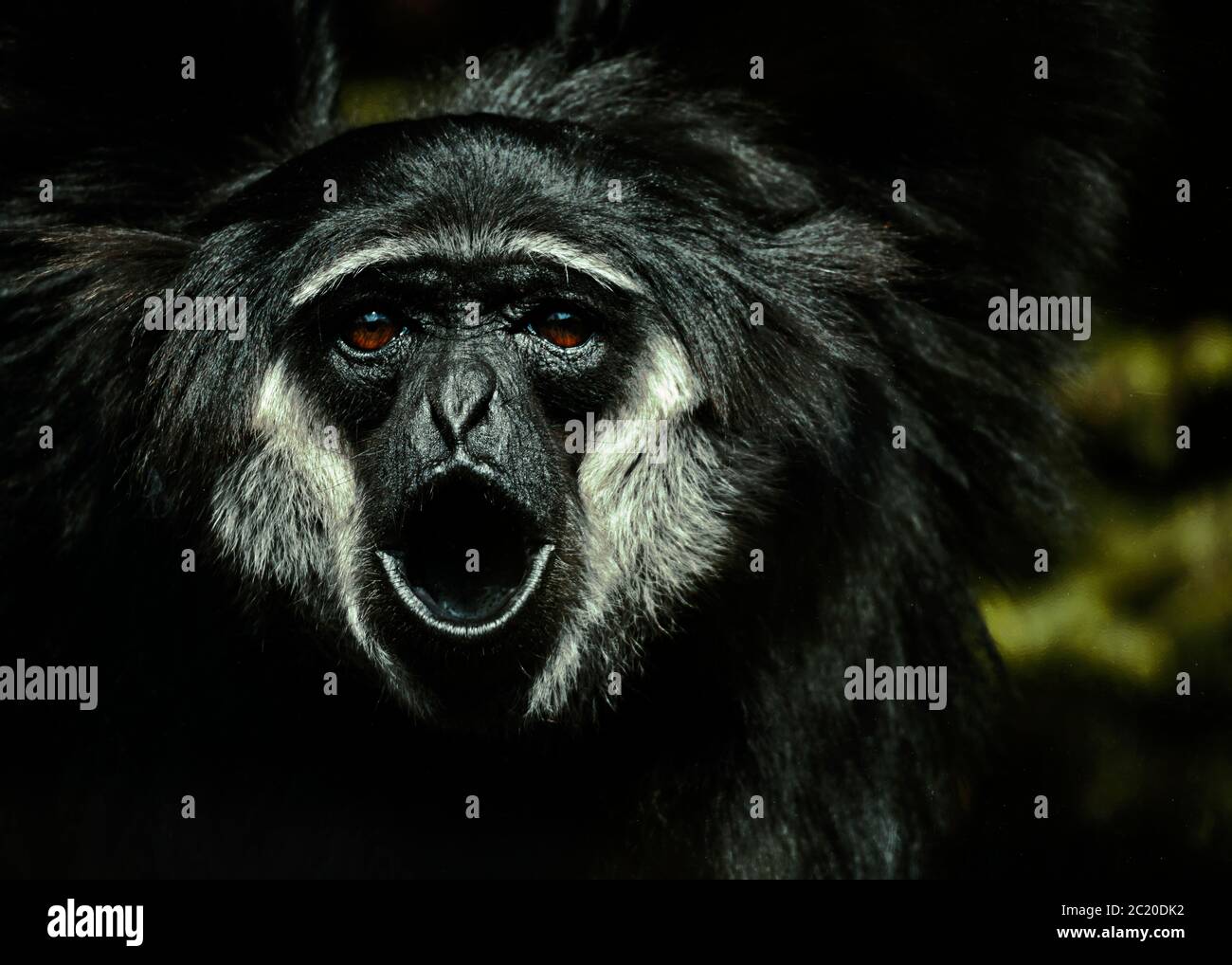 Ein Agiler Gibbon Calling Stockfoto