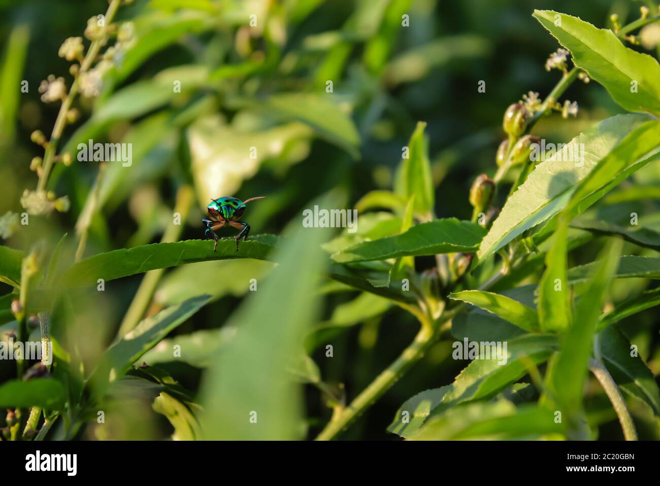 Asiatische Insekten bei Tageslicht Stockfoto