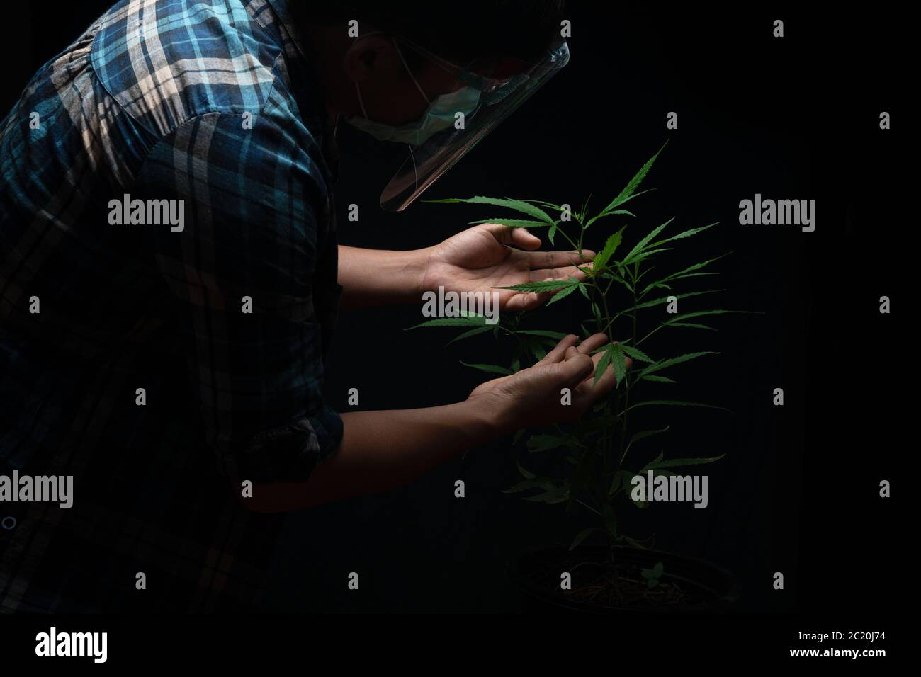 Pflege für Marihuana in einem geschlossenen Haus auf dem schwarzen isolierten Hintergrund Stockfoto