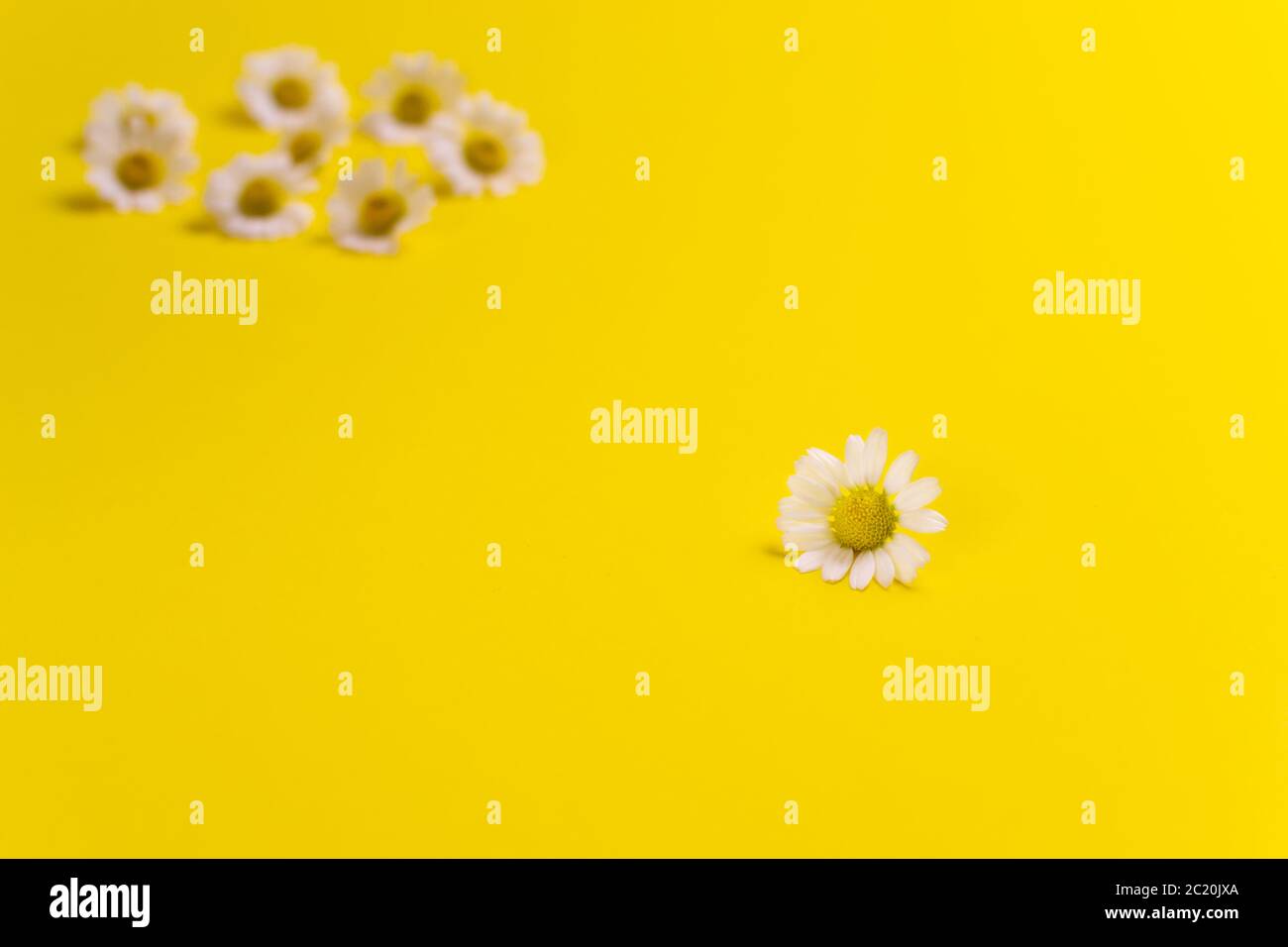 Kamillenblüten auf farbigem Hintergrund. Horizontale Ausrichtung. Stockfoto