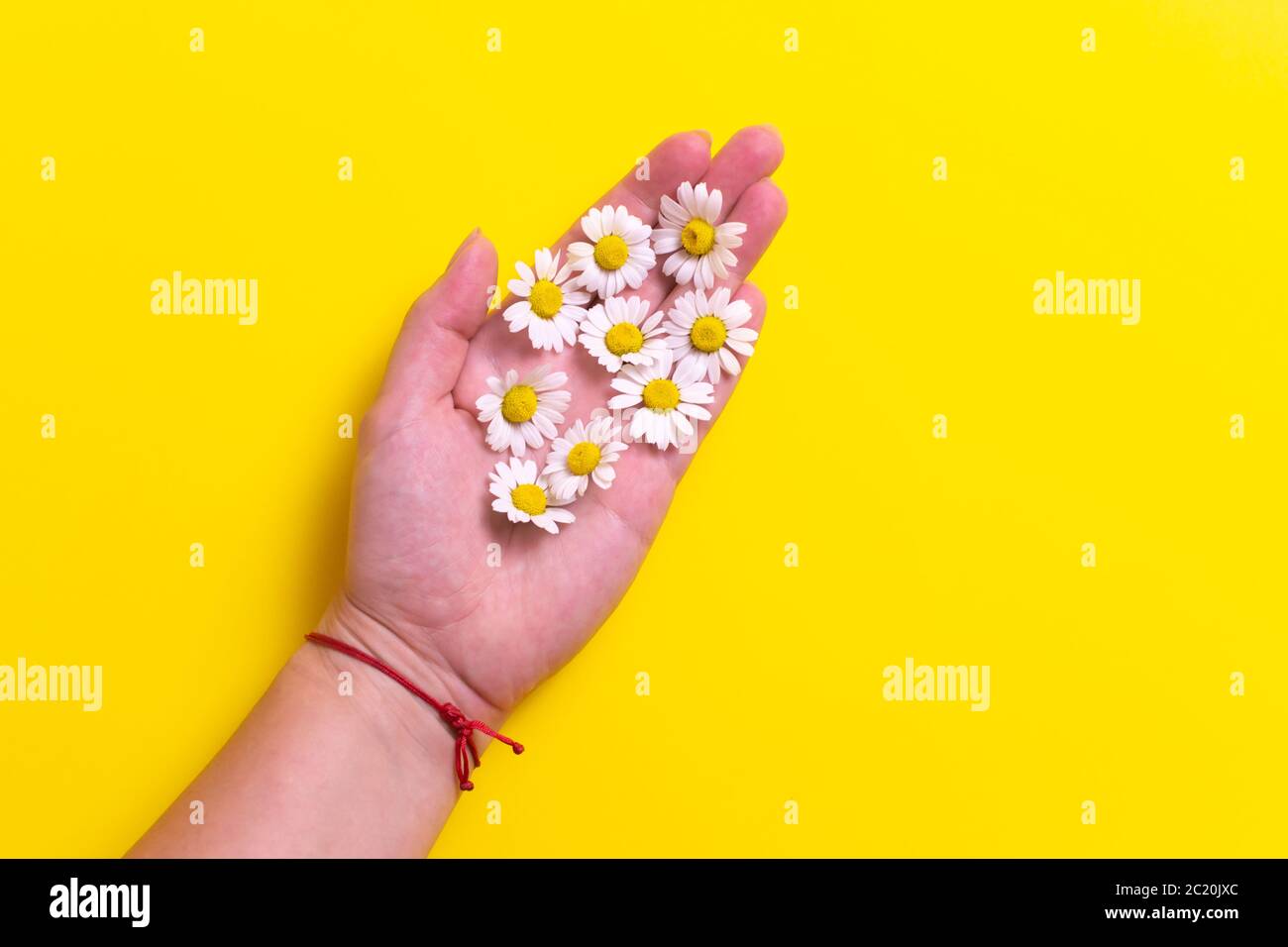 Gänseblümchen mit Hand auf gelbem Hintergrund. Das Konzept des Minimalismus. Horizontale Ausrichtung. Stockfoto