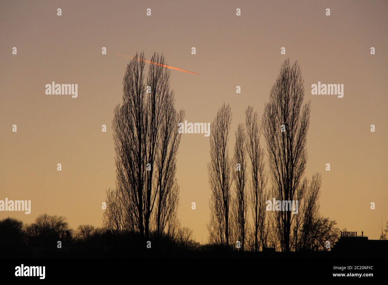 Orangene Kontraine gegen karge Pappelbäume in der Abenddämmerung Stockfoto