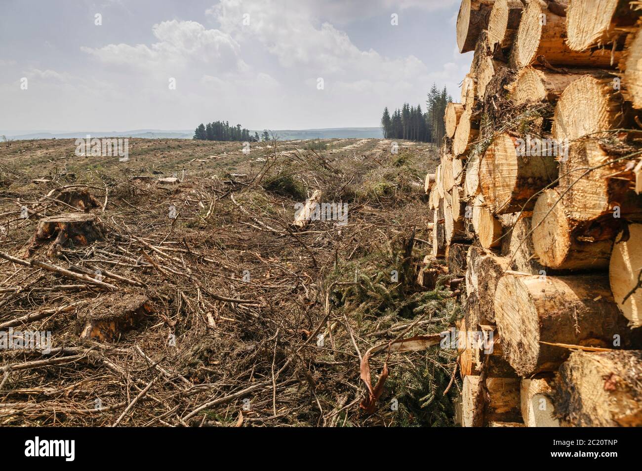 Holzernte Carmarthenshire Wales Stockfoto