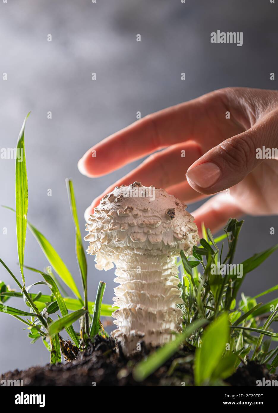 Nahaufnahme des Amanita Pilzes auf grau. Es ist eine seltene Sorte von amanita, genannt vittadinnii. In einigen Ländern als essbar angesehen. Hand der Frau ist r Stockfoto