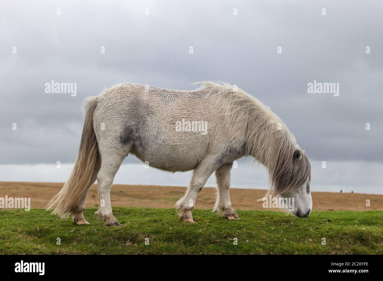 Ein weißes Dartmoor Pony, das Gras isst Stockfoto